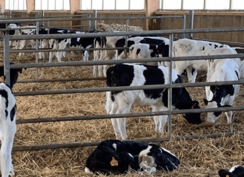 AGRI-REPORTAGE : GAEC de la Bersaudière, comment le MASH TRACE TARIE a transformé leurs résultats en 3 ans