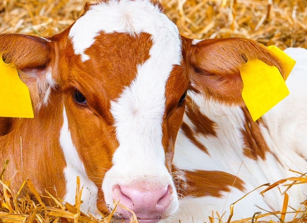 Agri - reportage : Témoignage sur l'élevage de veau EARL SABLONNIERE